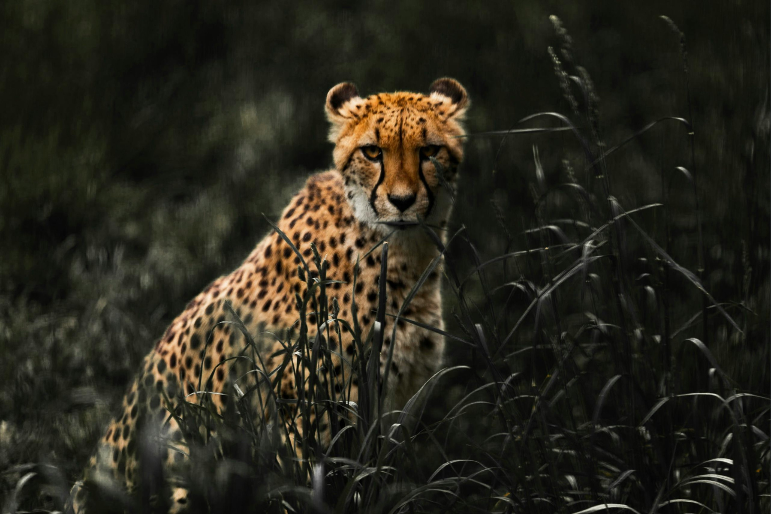 Best Refurbished Cameras for Wildlife Photography in 2025
